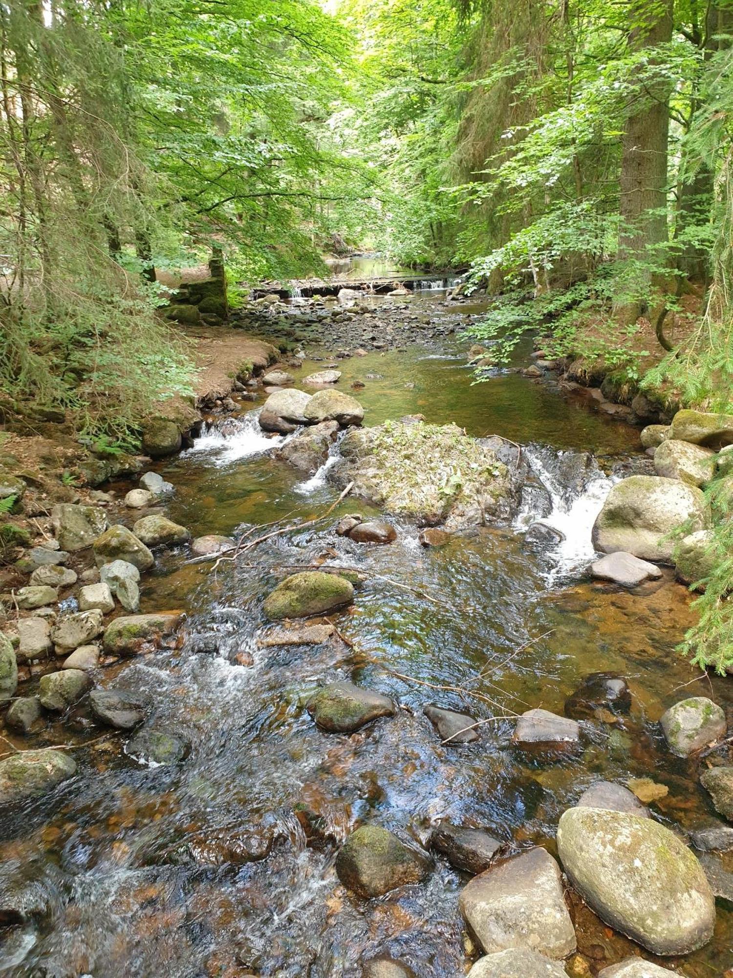 Ferienwohnung Reese- Horstmann Mit Hallenbad Und Sauna, Wlan "Harz Zu Jeder Jahreszeit" Bad Harzburg Habitación foto